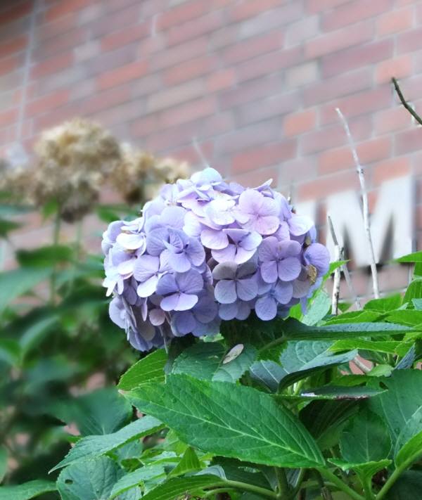 美味しい物 勢ぞろい デザート編